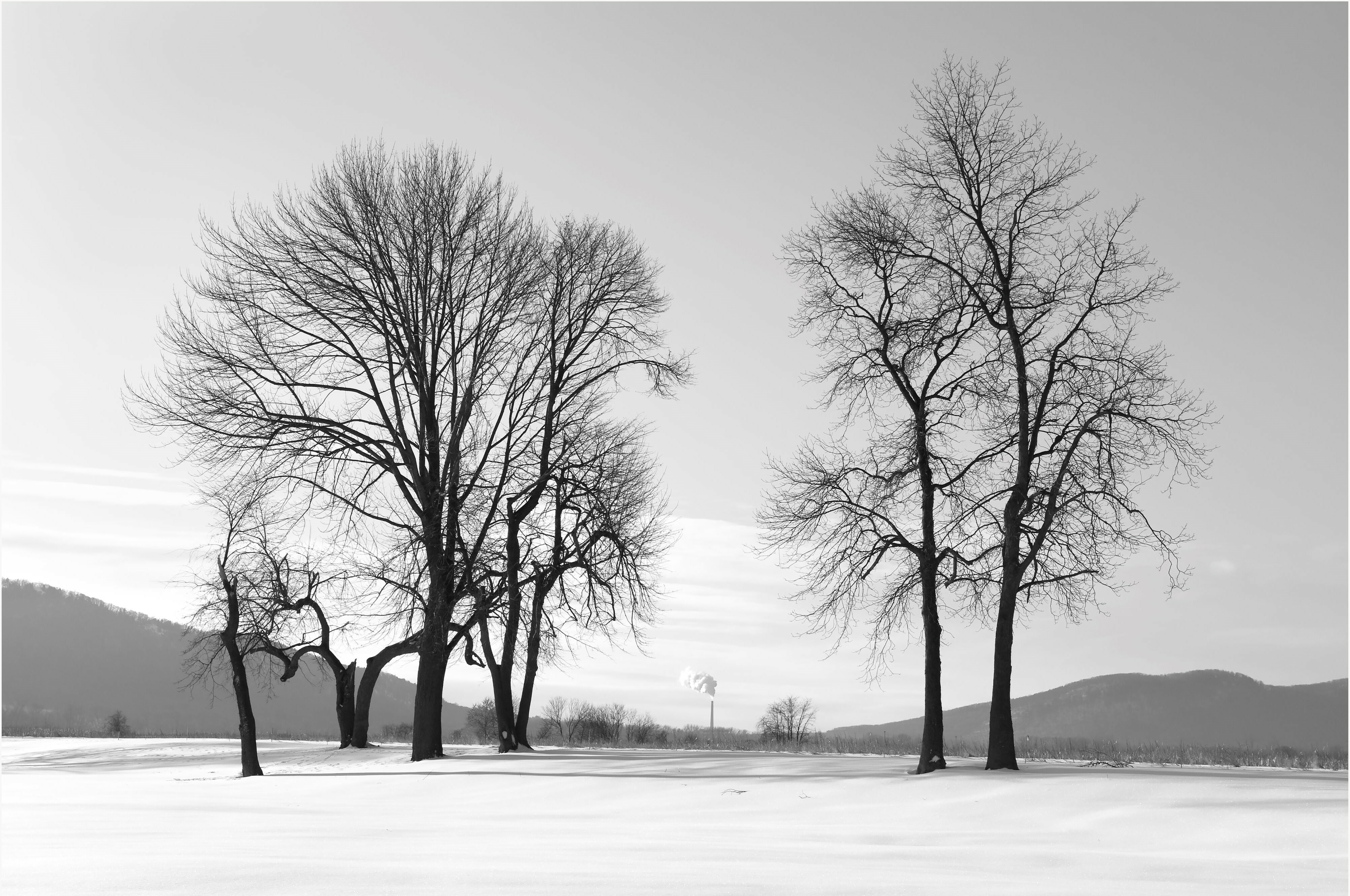 Stephen Petegorsky, "Winter Trees and Smokestack," 2009, Pigment inkjet print, 17 × 22 in. (43.2 × 55.9 cm), Gift of the artist, 2019.3.12